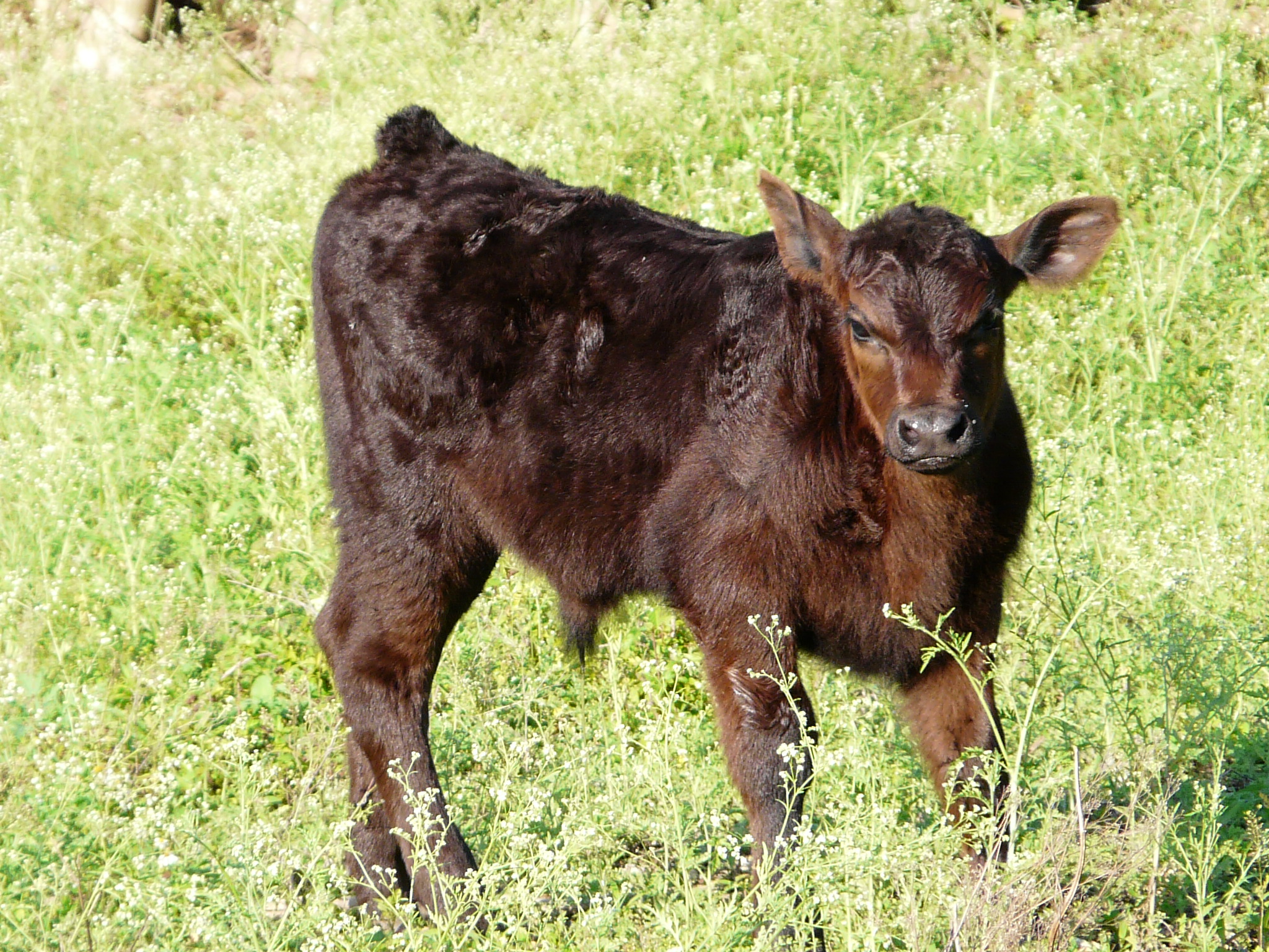 Registered Black Angus of LEE County our Breeding Bull